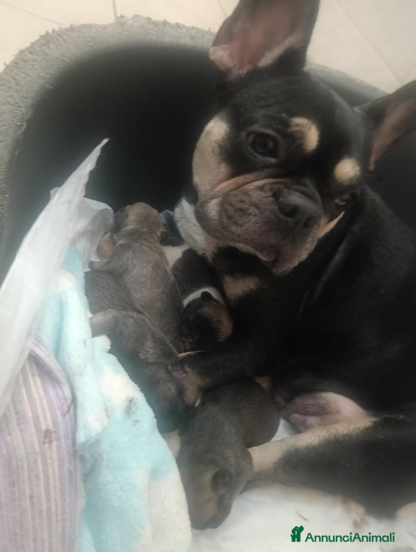 Meticcio cani Bulldog francese  - Annuncio 3