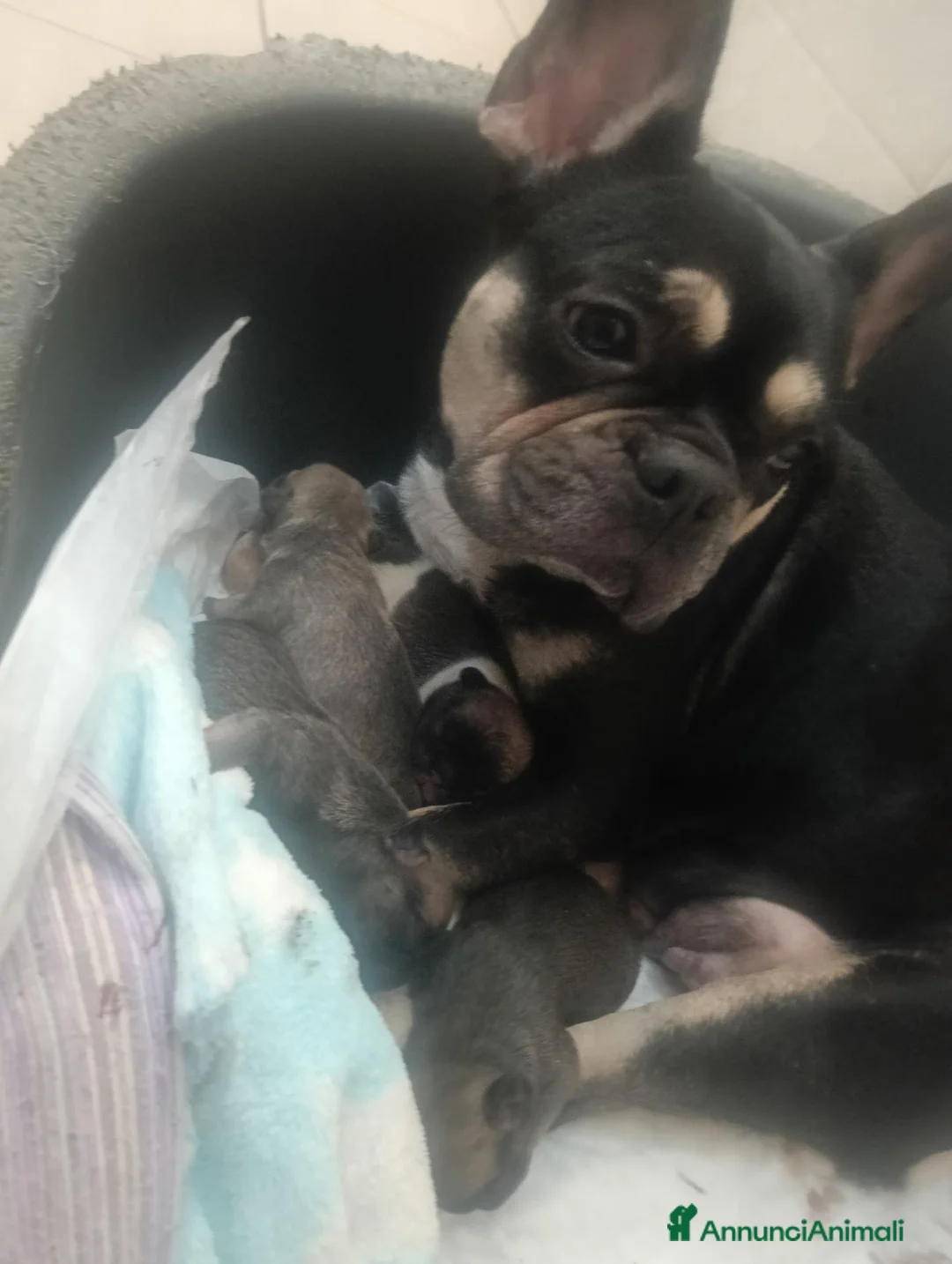 Meticcio cani in vendita: Bulldog francese  - Annuncio 1