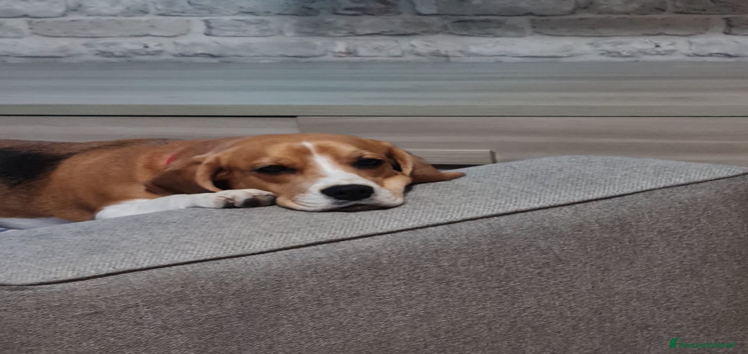 Immagine della galleria {{count}}