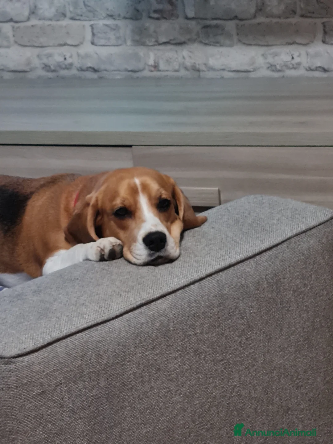 Immagine della galleria {{count}}