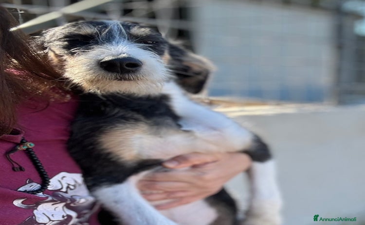 Meticcio cani - Annuncio 10