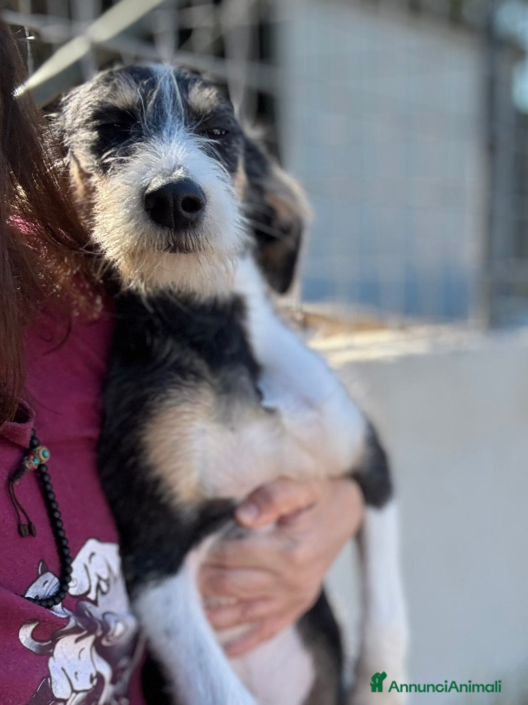 Meticcio cani in regalo: Pipistrello mix segugio taglia media - Annuncio 1