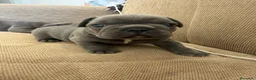 Bulldog Francese cani in vendita: Cuccioli bulldog francese  - Annuncio 4