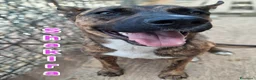 Meticcio cani in regalo: Shakira bellissima cagnolina cerca famiglia a Provincia di Cremona - Annuncio 2