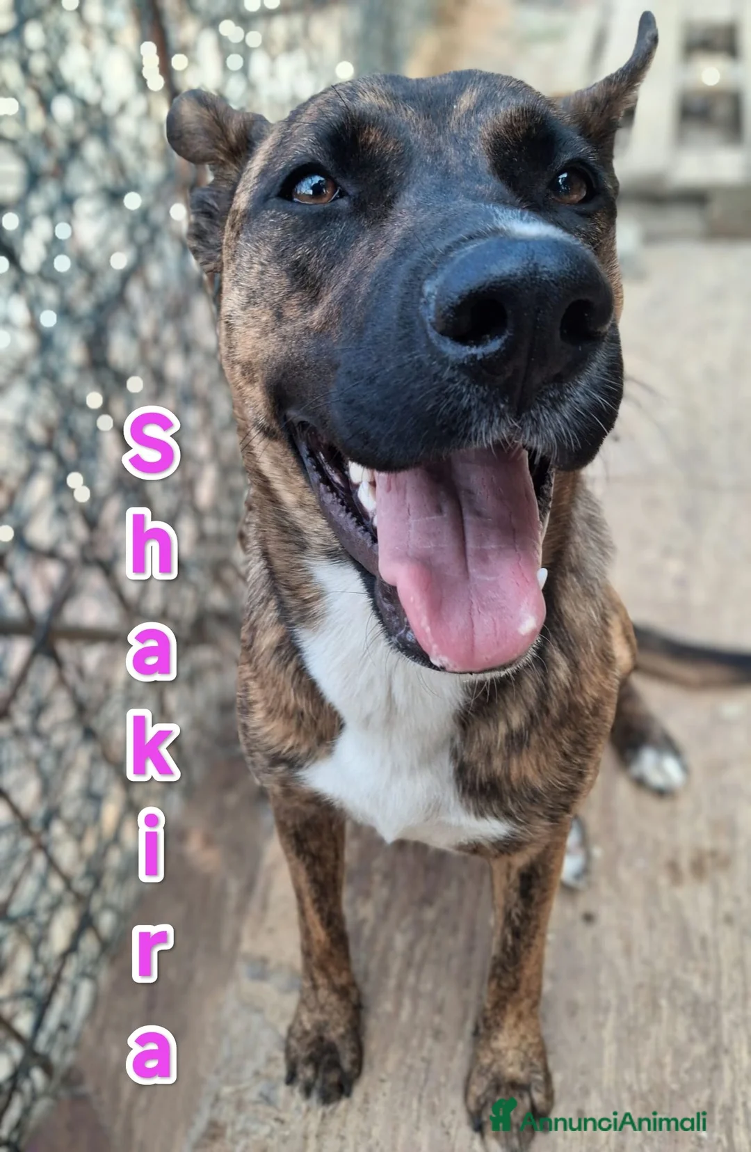 Meticcio cani in regalo: Shakira bellissima cagnolina cerca famiglia a Provincia di Cremona - Annuncio 2