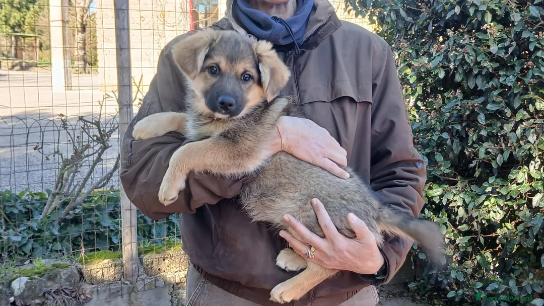 Meticcio cani in regalo: LA SPLENDIDA FATA NON VUOLE STARE IN CANILE - Annuncio 2