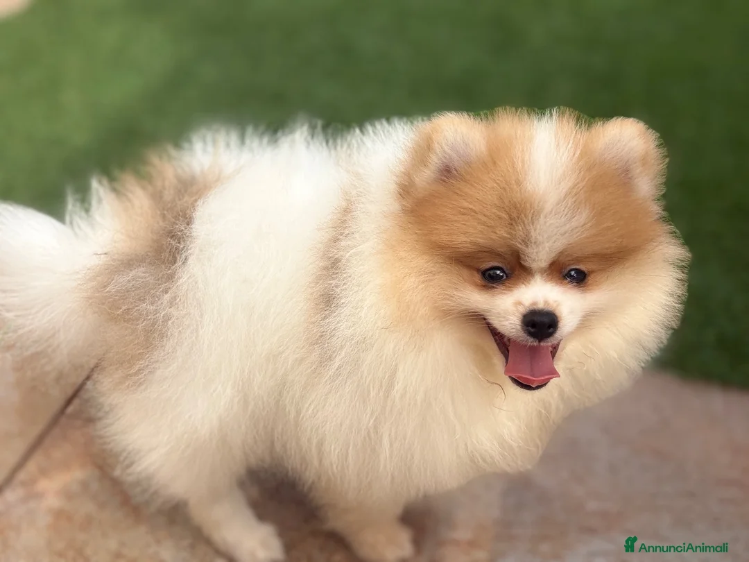 Volpino Pomerania cani in vendita: Pomeriana  a Libero consorzio comunale di Ragusa - Annuncio 3