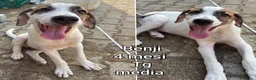 Meticcio cani in regalo: TROPPI CUCCIOLI SOLI IN RIFUGIO  a Provincia di Verona - Annuncio 4
