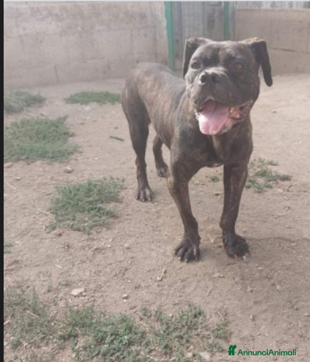 Meticcio cani in regalo: Mix Pit/Corso tigrata,femmina,aspetta da 2anni.SUD a Città metropolitana di Milano - Annuncio 2