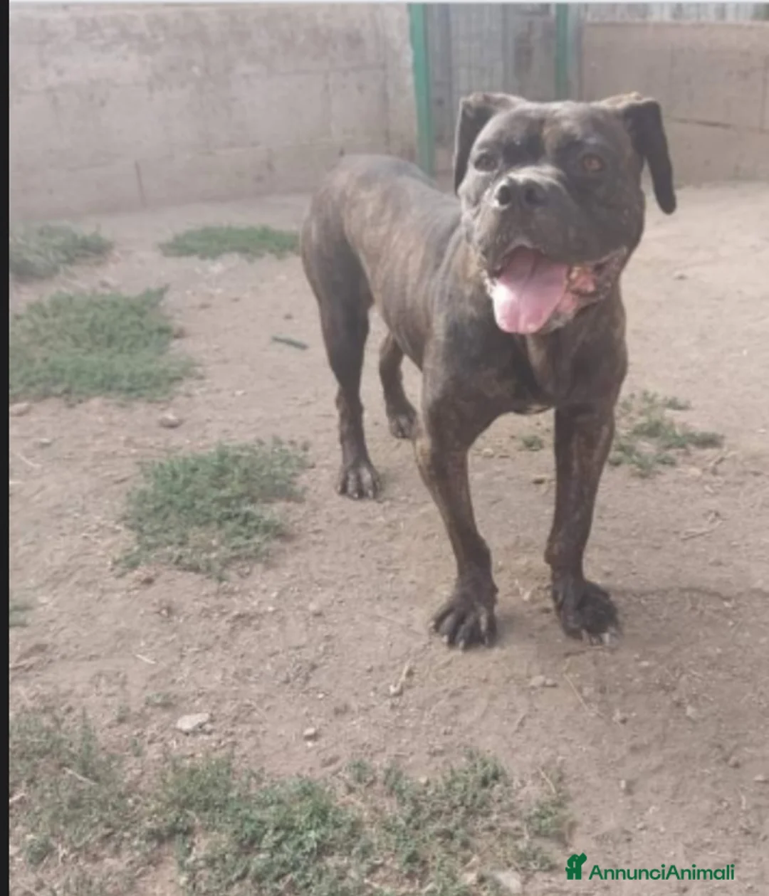 Meticcio cani in regalo: Mix Pit/Corso tigrata,femmina,aspetta da 2anni.SUD a Città metropolitana di Milano - Annuncio 2