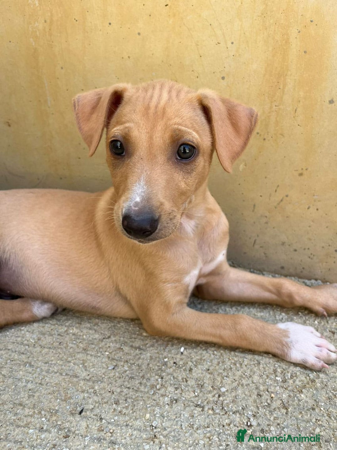 Meticcio cani in regalo: Argo, Peter & Rudy, 60 giorni a Provincia di Bergamo - Immagine 3