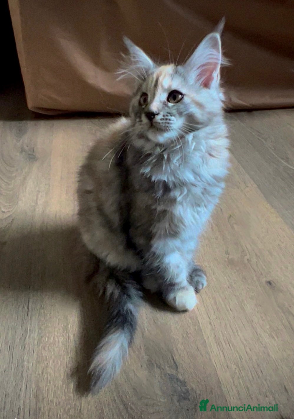Maine Coon gatti Cucciola di Maine Coon, genitori testati - Annuncio 35