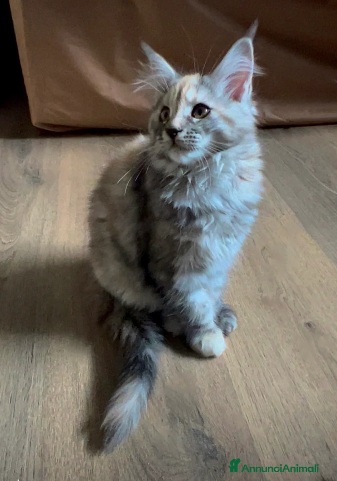Maine Coon gatti in vendita: Cucciola di Maine Coon, genitori testati - Annuncio 1
