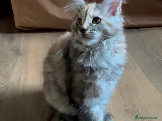 Maine Coon gatti Cucciola di Maine Coon, genitori testati - Annuncio 35