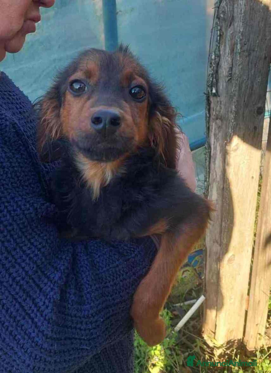 Meticcio cani in regalo: ALBANO, timido cucciolino TAGLIA PICCOLA! - Annuncio 7