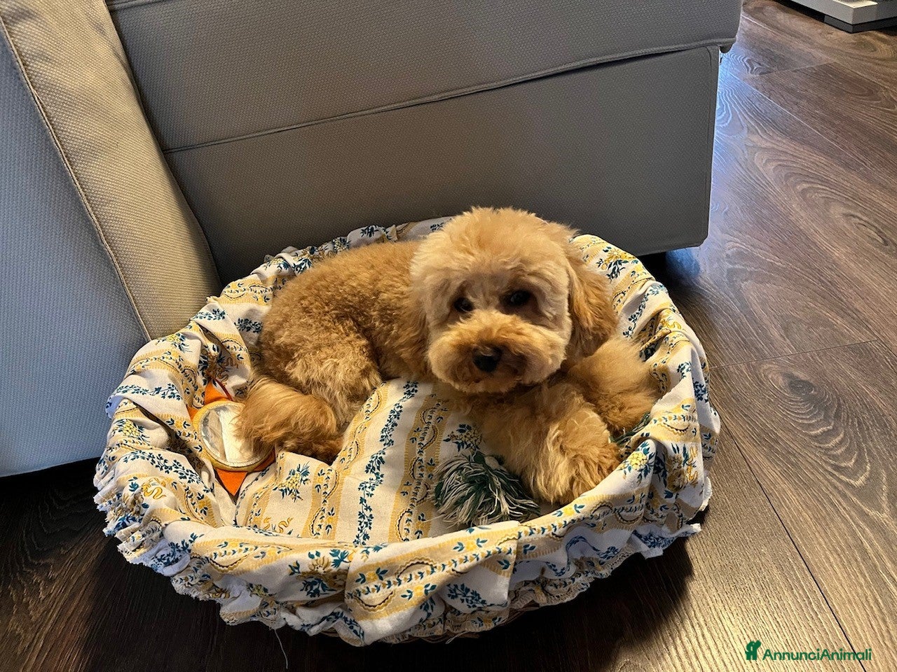 Barboncino Toy cani CERCO MASCHIETTO PER MONTA - Annuncio 38