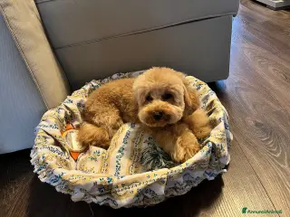 Barboncino Toy cani CERCO MASCHIETTO PER MONTA - Annuncio 38