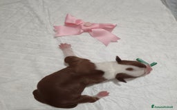American Staffordshire cani in vendita: AMSTAFF DISPONIBILI  a Provincia del Sud Sardegna - Immagine 12