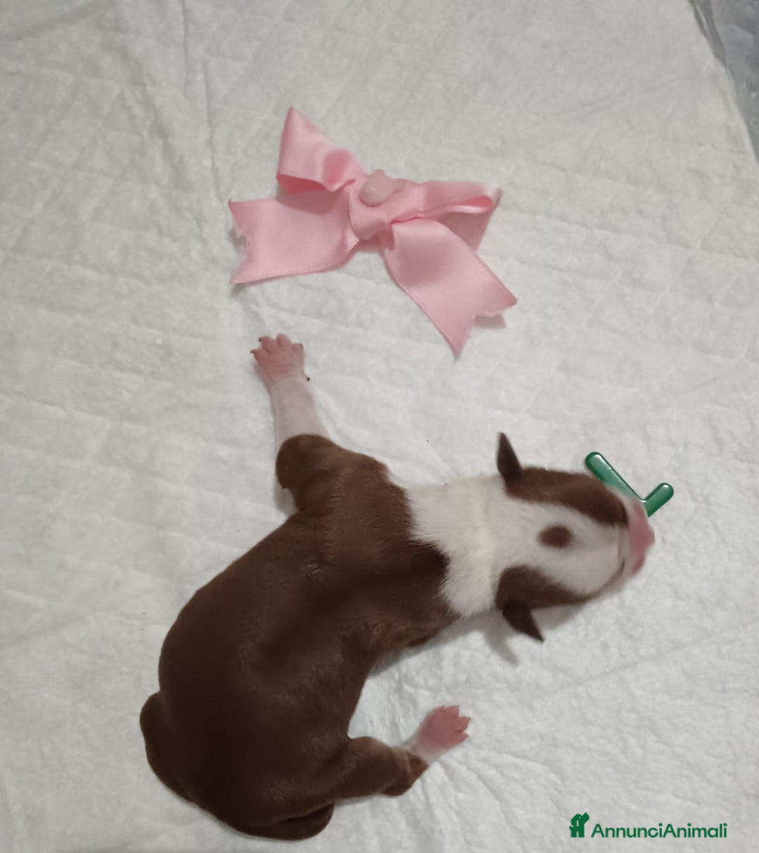 American Staffordshire cani in vendita: AMSTAFF DISPONIBILI  a Provincia del Sud Sardegna - Immagine 12
