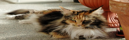 Maine Coon gatti in regalo: Maine coon femmina  - Annuncio 5