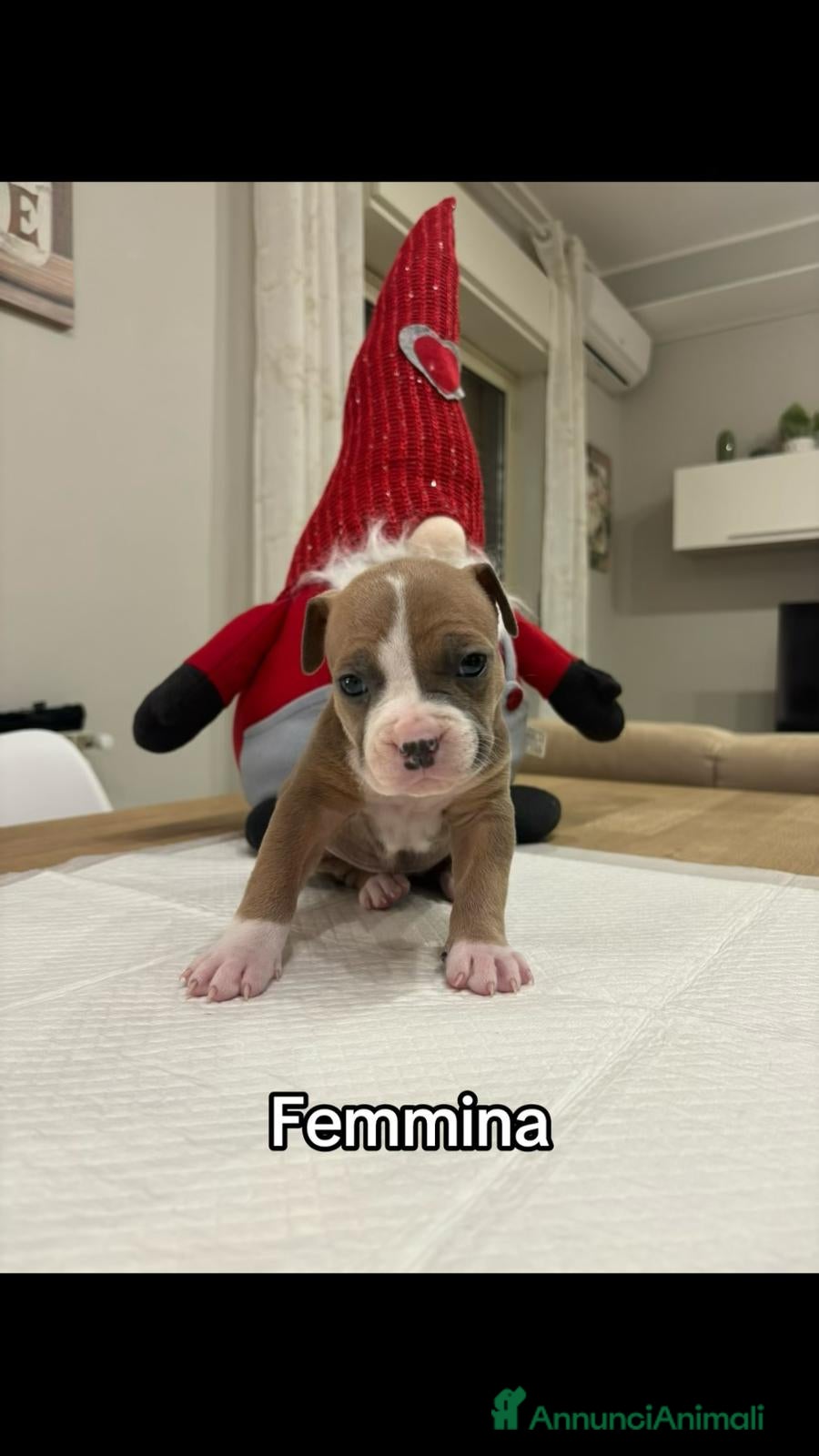 American Staffordshire cani Cuccioli amstaff - Annuncio 2