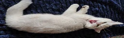 British gatti in vendita: Maschietto British shorthair  - Annuncio 5