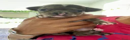 Chihuahua cani in vendita: Chihuahua cuccioli - Annuncio 15
