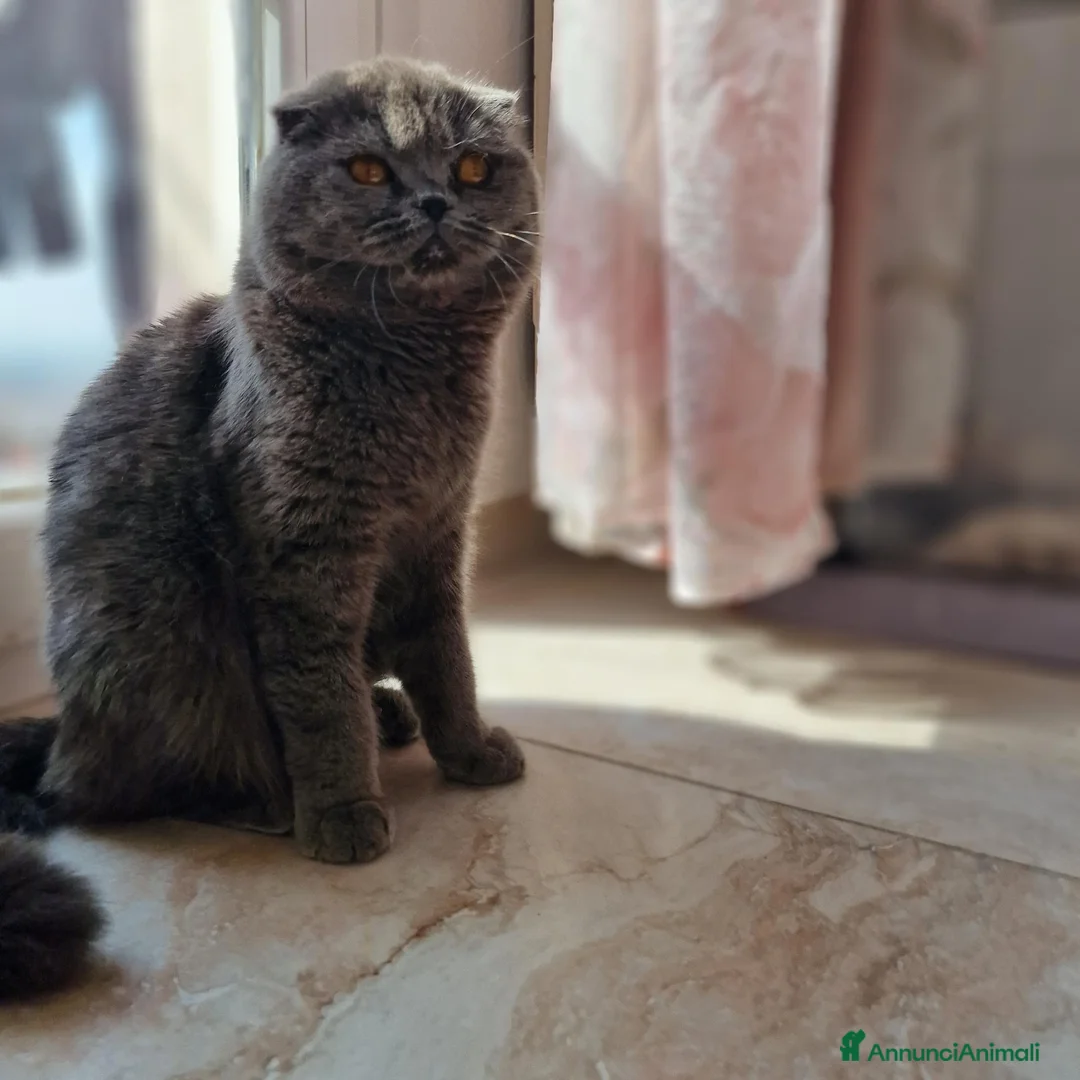 Scottish gatti in vendita: Scottish  - Annuncio 1