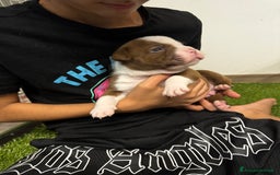 American Bully cani in vendita: Cuccioli di american Bully pocket  - Annuncio 6