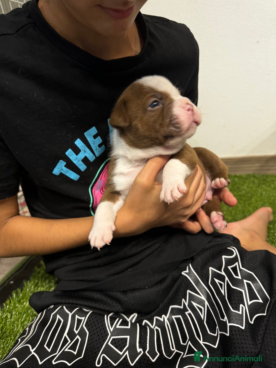 American Bully cani in vendita: Cuccioli di american Bully pocket  - Annuncio 6