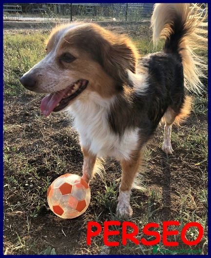 Meticcio cani PERSEO un bel tipetto! Adoz. consapevole - Annuncio 22