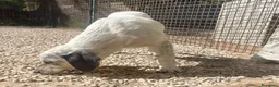 Meticcio cani in regalo: CHI ADOTTA QUESTE TENERE SORELLINE? - Annuncio 23