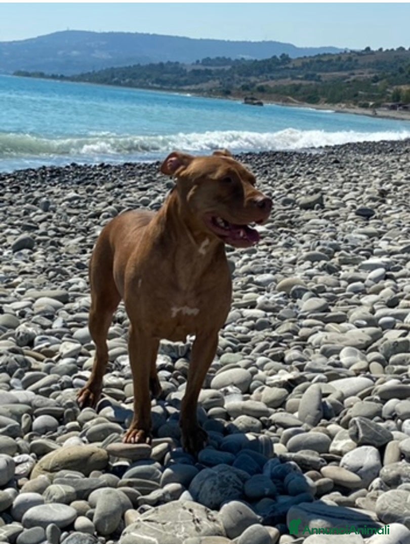 Pitbull cani Cuccioli di pitbull adba - Annuncio 1