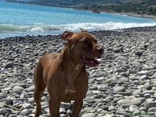 Pitbull cani Cuccioli di pitbull adba - Annuncio 1