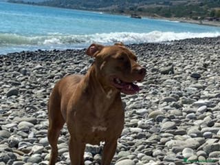 Pitbull cani Cuccioli di pitbull adba - Annuncio 7