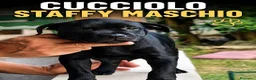 Staffordshire cani in vendita: CUCCIOLO STAFFORDSHIRE BULL TERRIER MASCHIO  - Annuncio 4