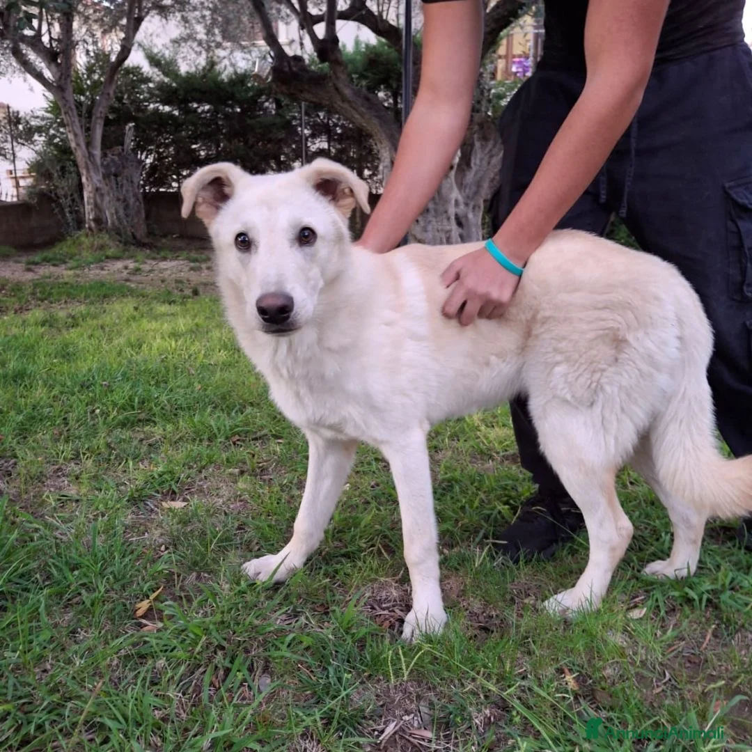 Meticcio cani in regalo: SID 💙 - cucciolo; nessuno chiama per lui 😞😢 - Annuncio 5