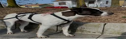 Meticcio cani in regalo:  2anni mix molossina il 27/6 torna al sud.TREVISO - Annuncio 5