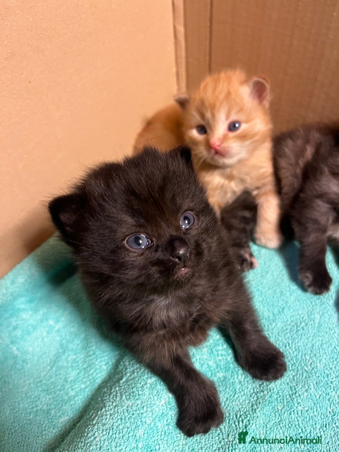 Siberiano gatti in vendita: Gattini siberiani  - Annuncio 19
