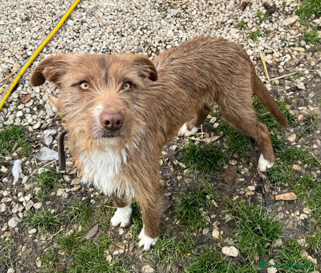 Meticcio cani in regalo: Elide 1 anno taglia media contenuta  - Annuncio 4