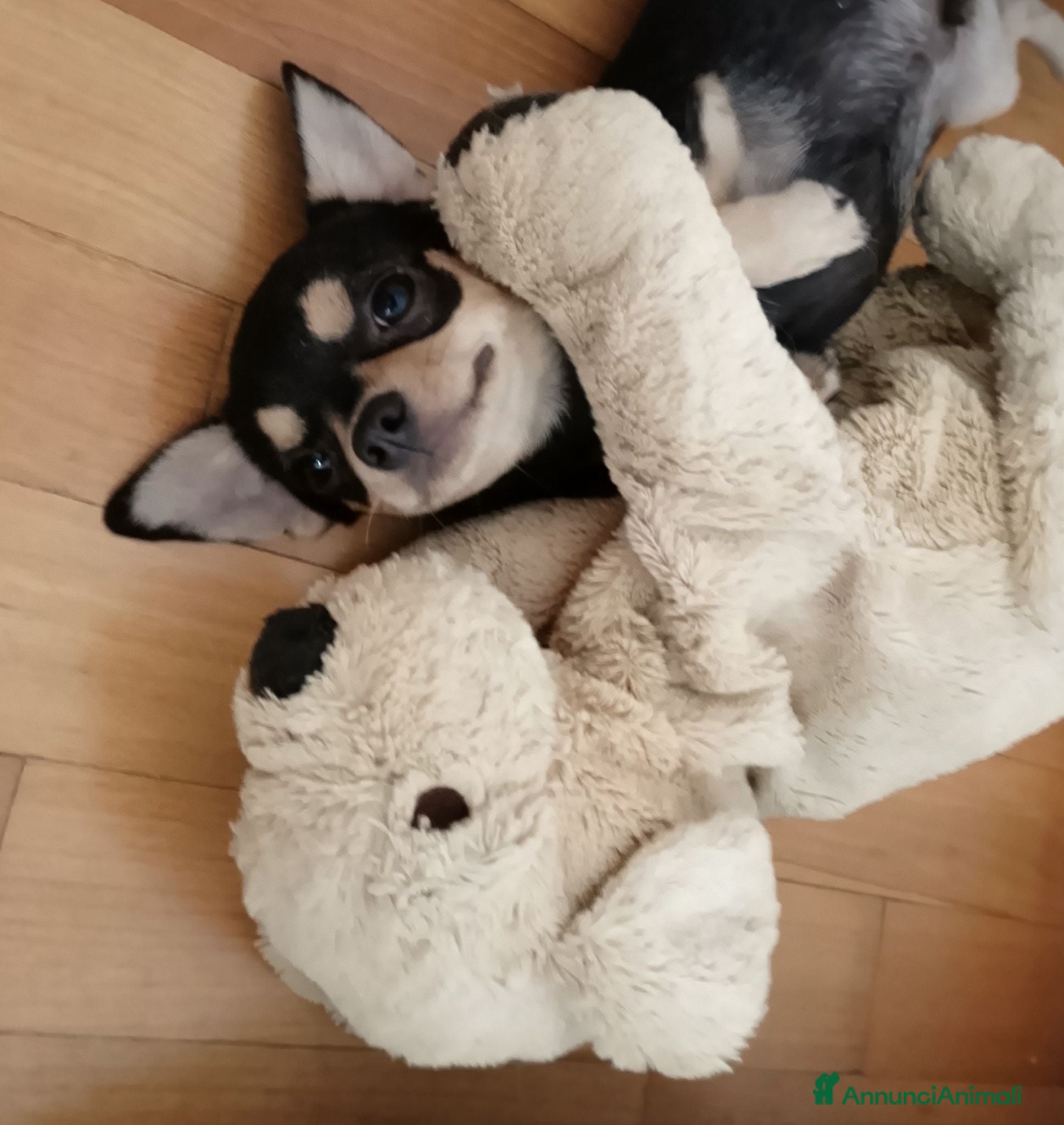 Chihuahua cani Chihuahua pedigree ENCI  - Annuncio 2
