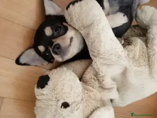 Chihuahua cani Chihuahua pedigree ENCI - Annuncio 2