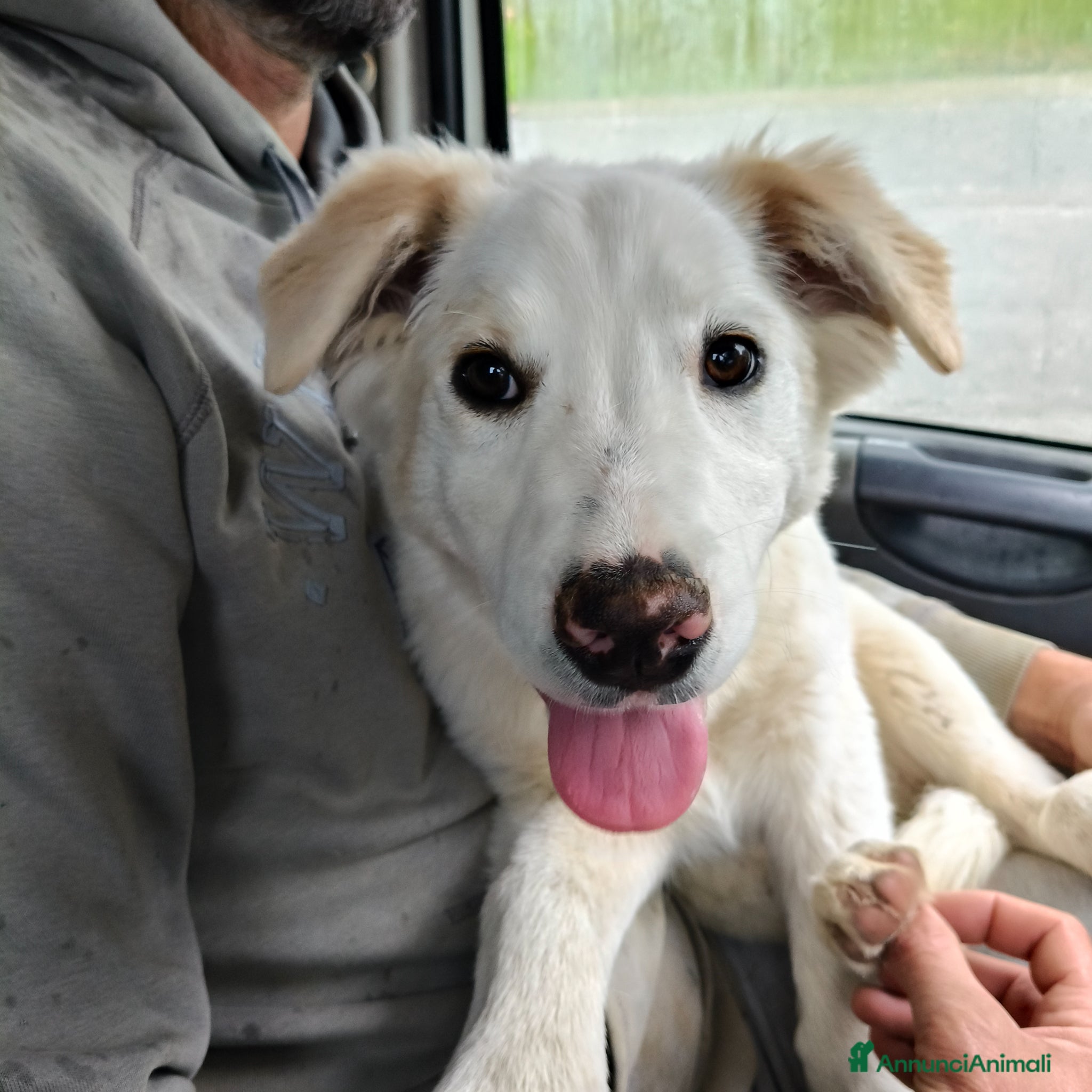 Meticcio cani Eda cerca casa ❤️ - Annuncio 2