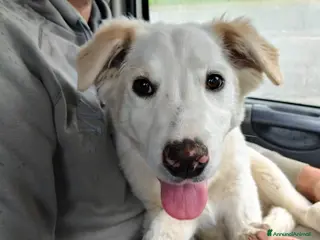 Meticcio cani Eda cerca casa ❤️ - Annuncio 2