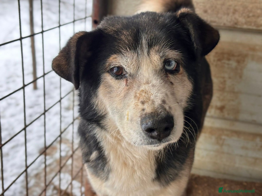 Meticcio cani in regalo: ODINO, taglia piccola super coccolone! - Annuncio 5