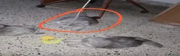 Persiano gatti in vendita: Gatti  - Annuncio 3