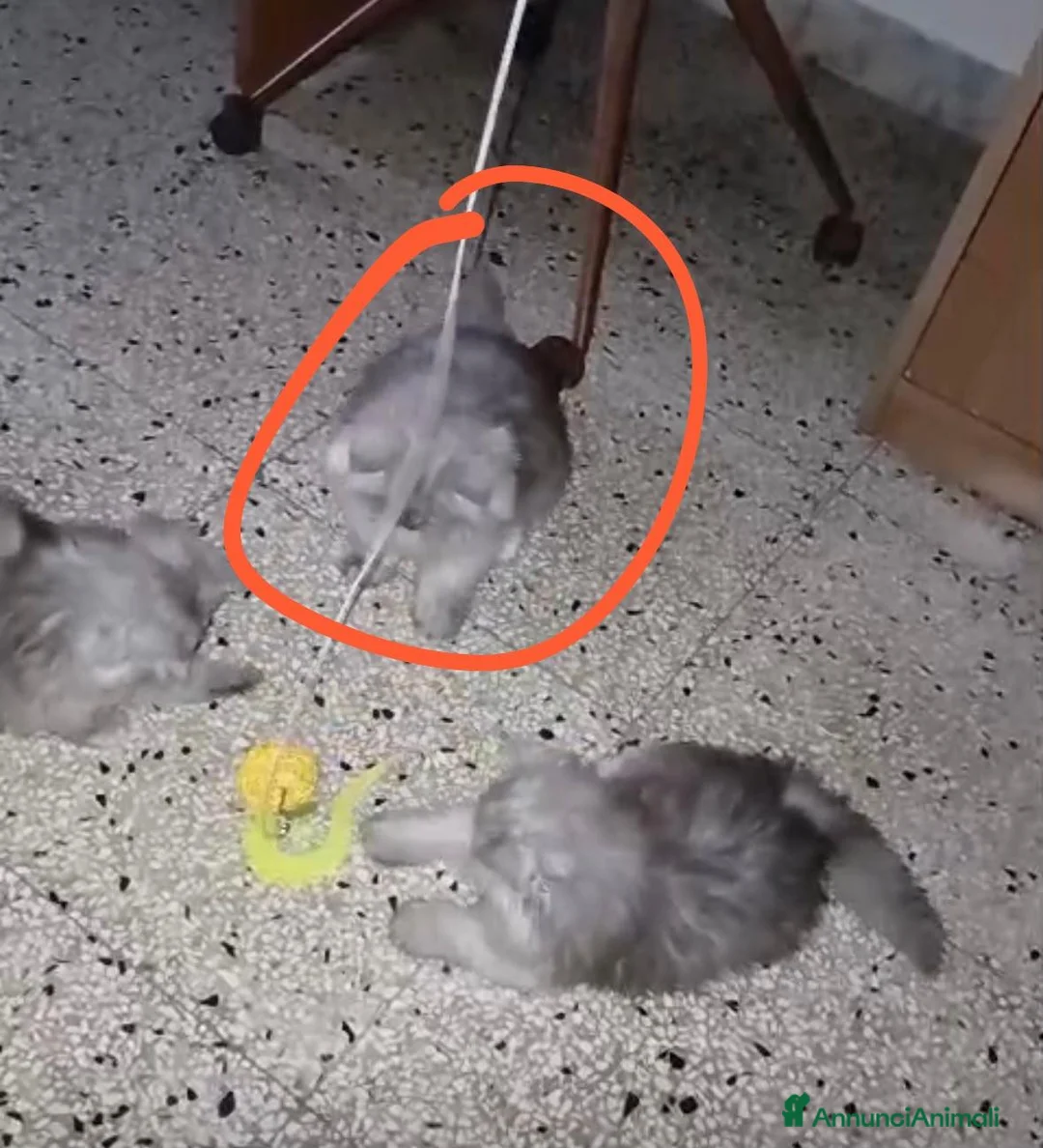 Persiano gatti in vendita: Gatti  - Annuncio 3