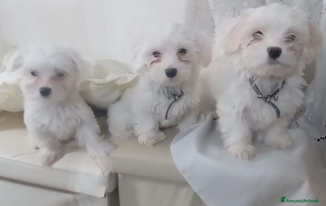 Maltese cani in vendita: DISPONIBILITA' CUCCIOLI MALTESI - Immagine 6