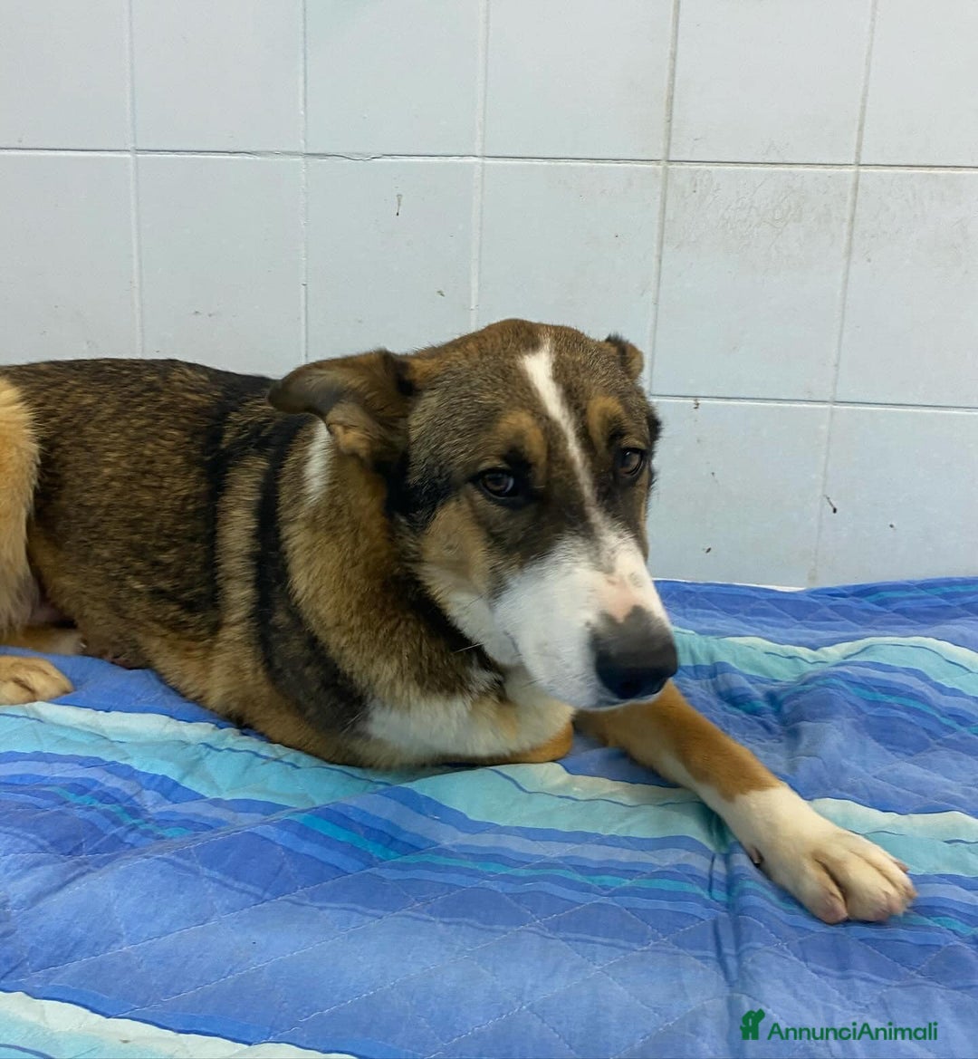 Meticcio cani in regalo: SHIVA 2 anni cerca adozione!bcanile Latina a Provincia di Latina - Annuncio 5