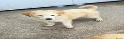 Meticcio cani in regalo: Bubi maschio a Città Metropolitana di Torino - Annuncio 3